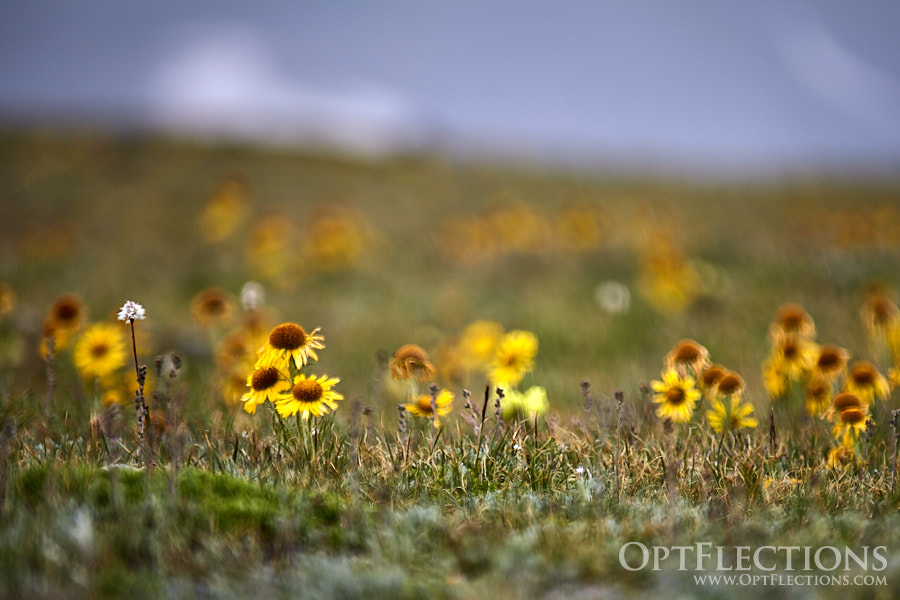 Alpine Sunflowers on the tundra