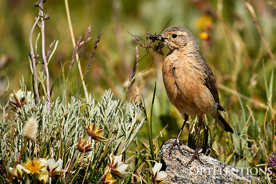 An American Pipit gathers food near Medicine Bow Curve
