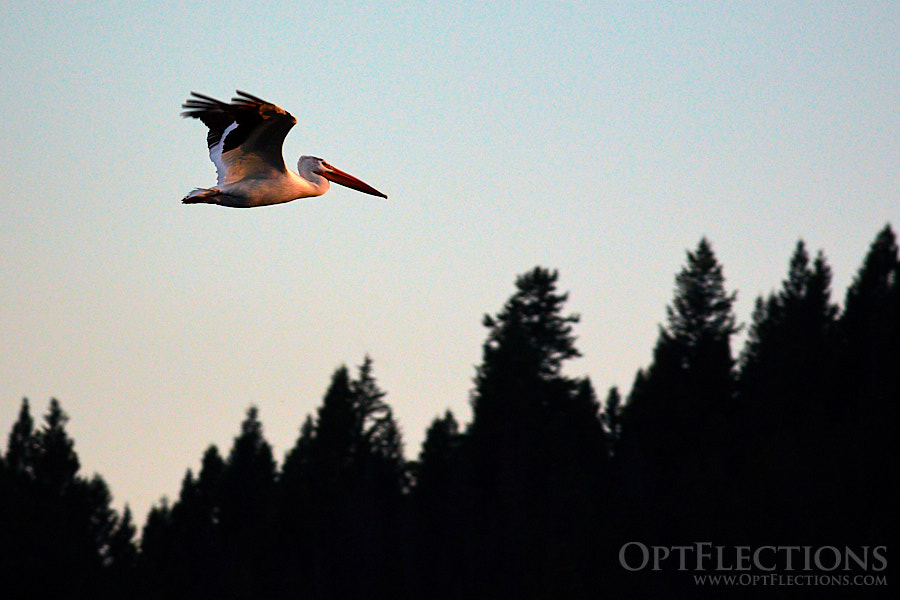 American White Pelican in flight above the trees at sunset