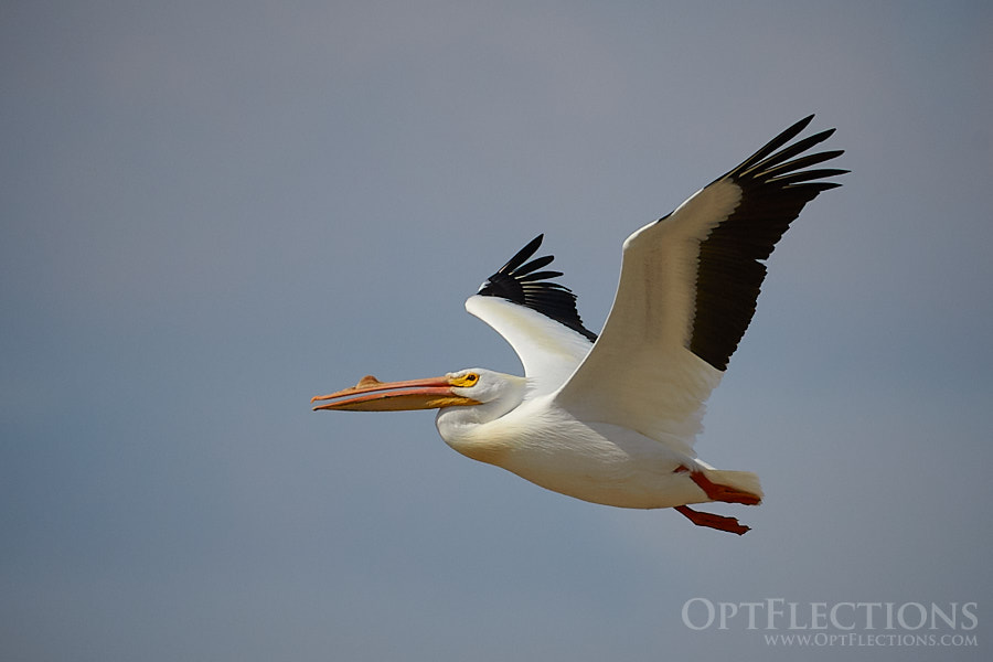 American White Pelican in flight above southwestern Nebraska.