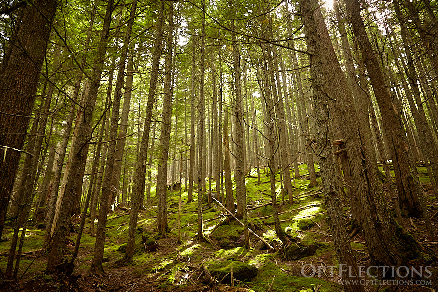 Sun rays break through trees on the Avalanche Lake Trail