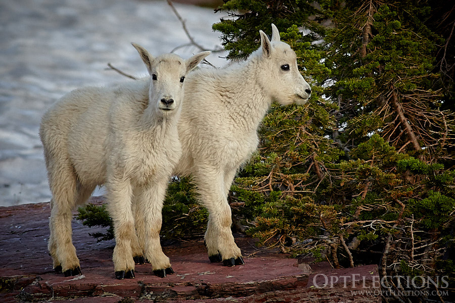 Baby Mountain Goats on Hidden Lake Trail
