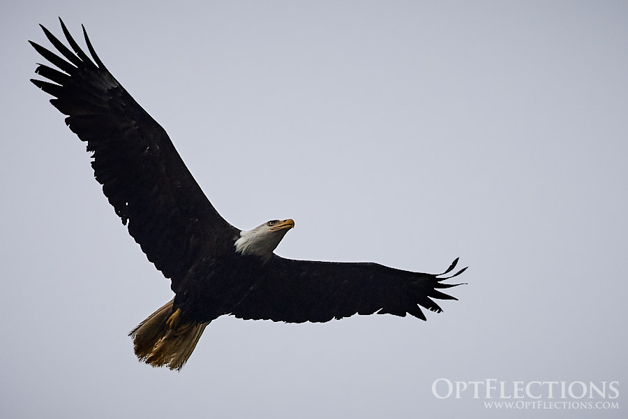 Bald Eagle by Pacific Ocean