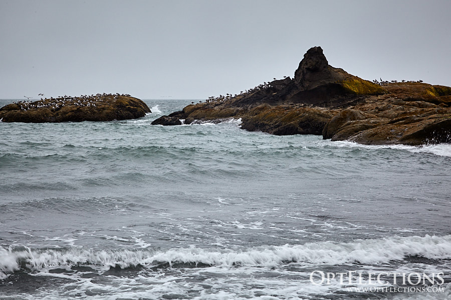 Gulls on rocks