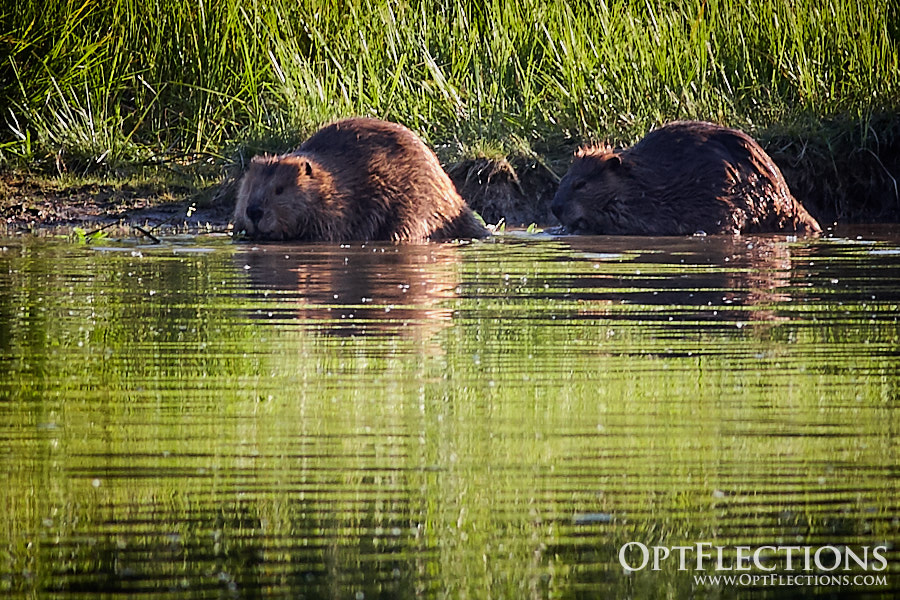 Beavers by Oxbow Bend