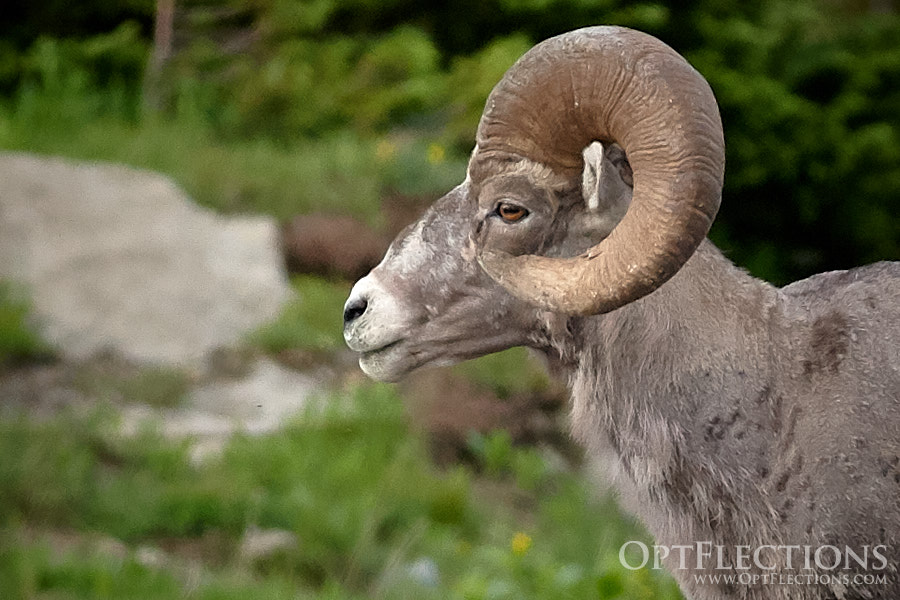 Big Horn Sheep by Logan Pass