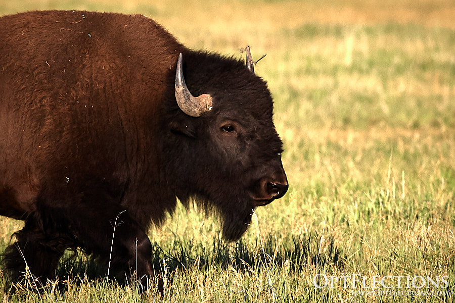 Bison grazing