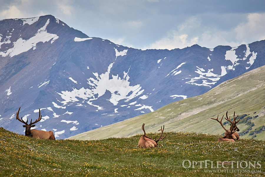 Bull Elk on the tundra