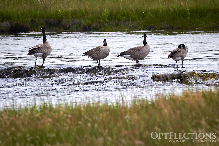 Flock of Canada Geese by Yellowstone River