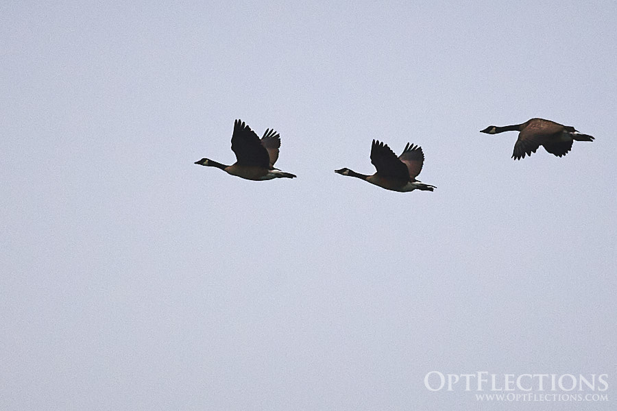 Canada Geese