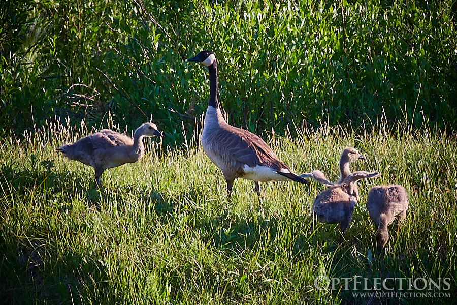 Canada Geese family searches for food along the Snake River