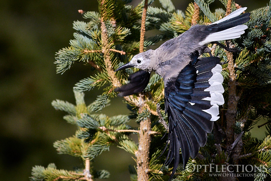 Clark's Nutcracker falling into flight
