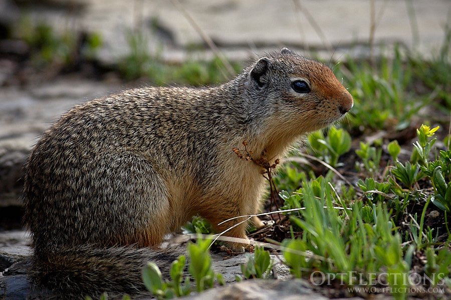 Columbian Ground Squirrel on Hidden Lake Trail