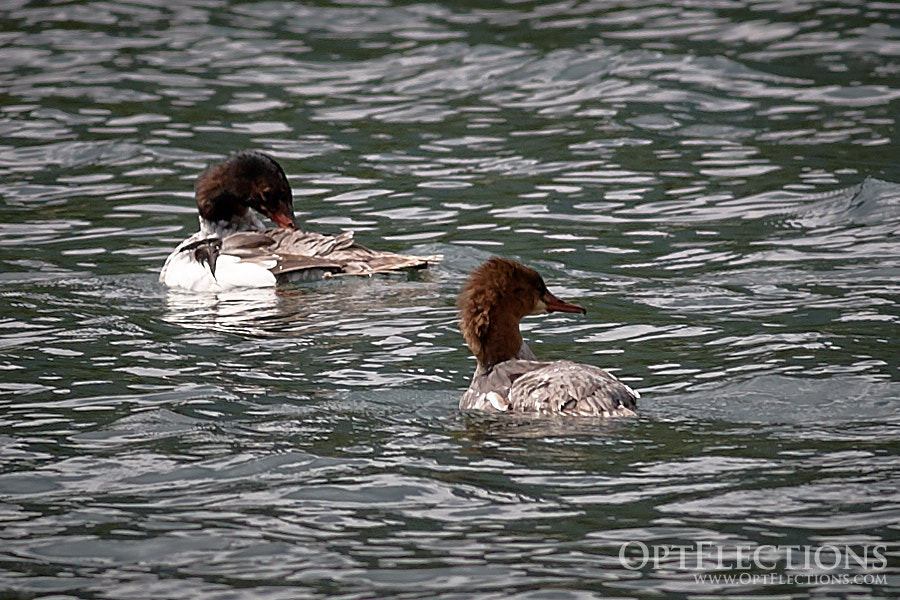 Pair of Common Mergansers swim by Many Glacier Hotel