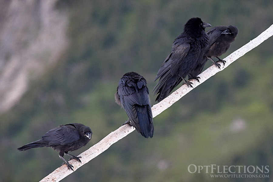Common Ravens gather on Hidden Lake Trail