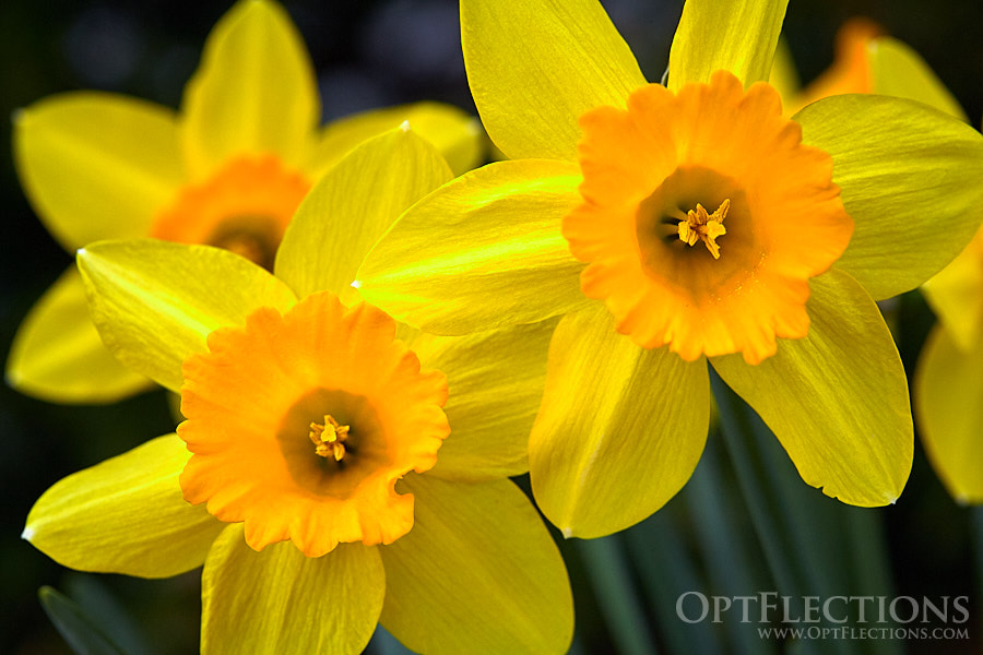 Yellow Daffodils sprout up in the springtime.