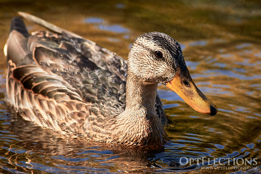 Female Mallard Duck feeding by Sprague Lake