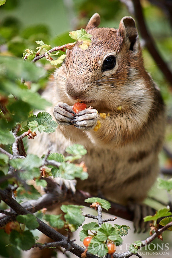 Golden-mantled Ground Squirrel eats from berry bushes by Sprague Lake