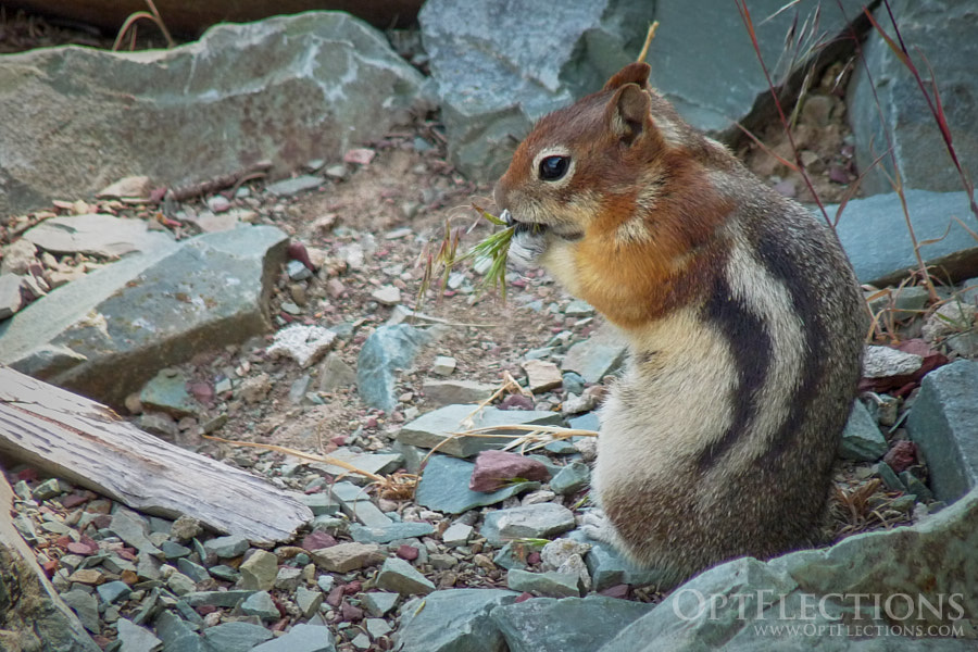 Golden-mantled Ground Squirrel