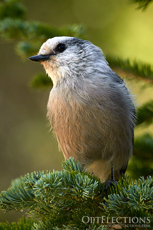 Gray Jay resting in the trees by Lake Irene