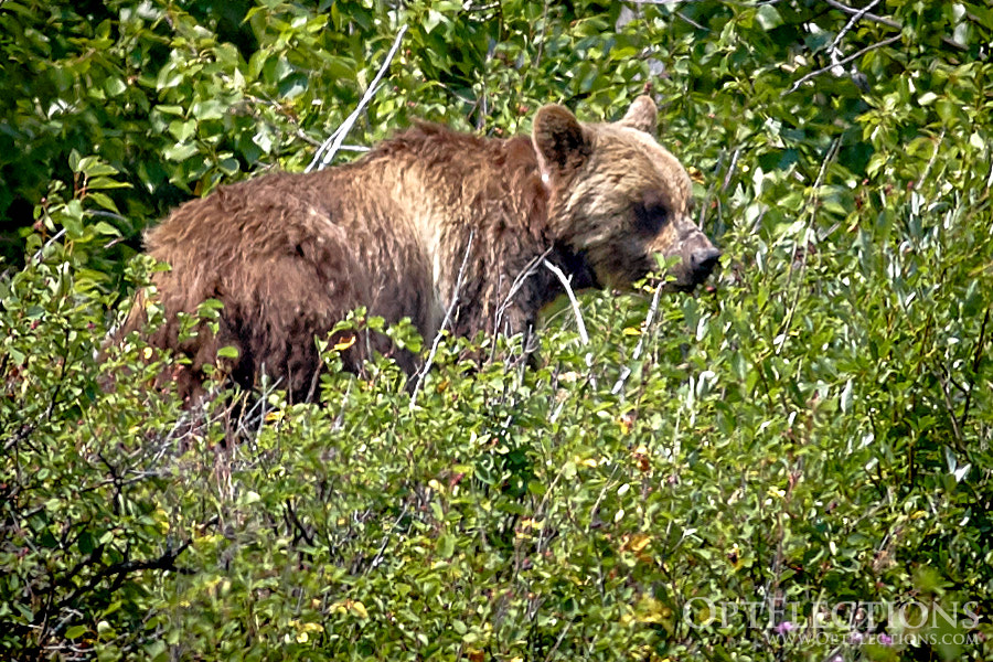 Grizzly Bear near Two Medicine
