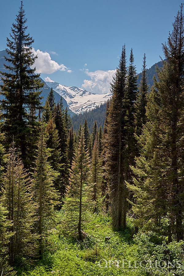 Viewing Jackson Glacier Through Trees