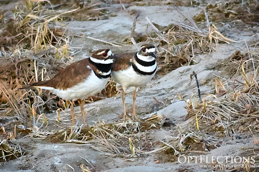 A pair of Killdeer on a Platte River sandbar