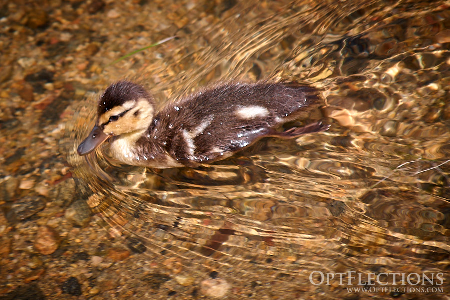 Mallard Duckling swimming on Sprague Lake
