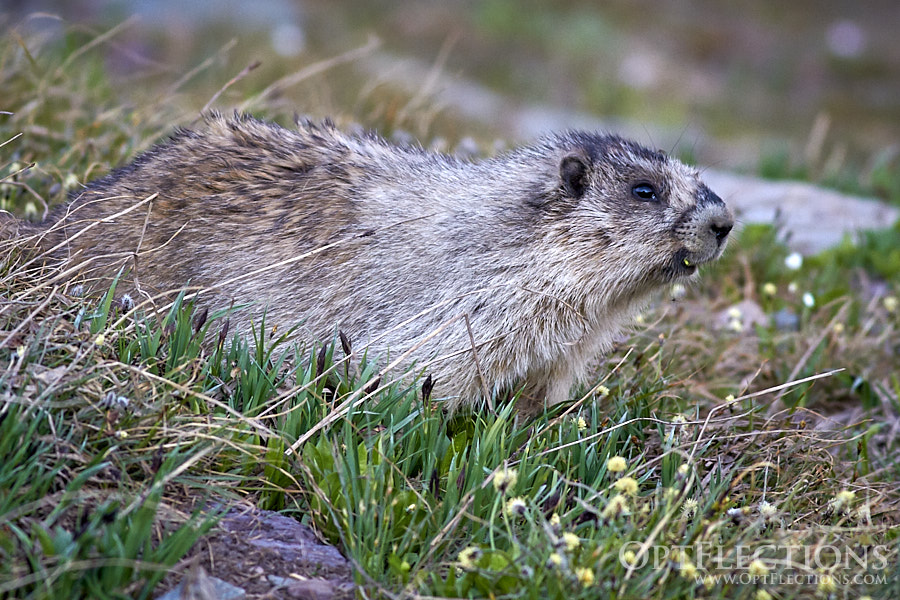 Marmot explores the tundra