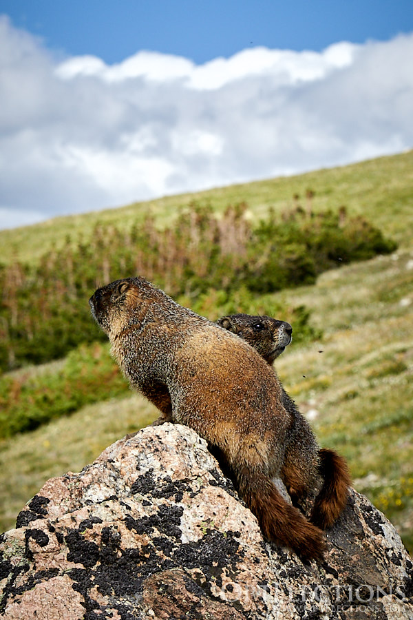 Pair of Marmots near Marmot Point