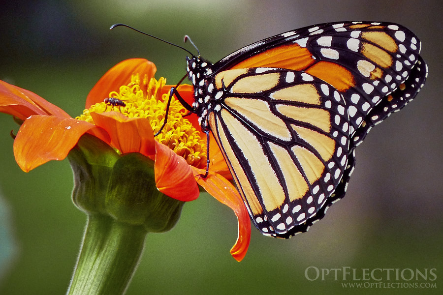 A female Monarch Butterfly drinks nectar from a beautiful Tithonia