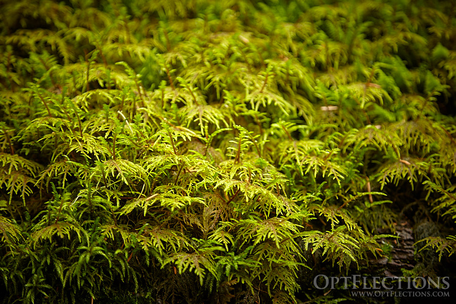 Moss along Avalanche Lake Trail