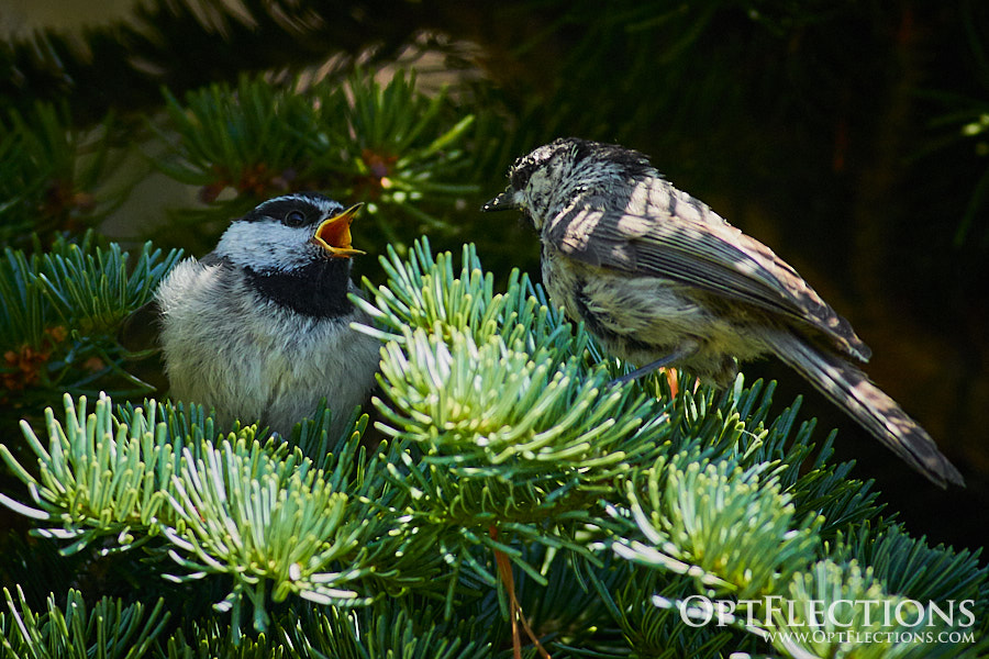 Mountain Chickadee ready to feed its offspring near Sprague Lake