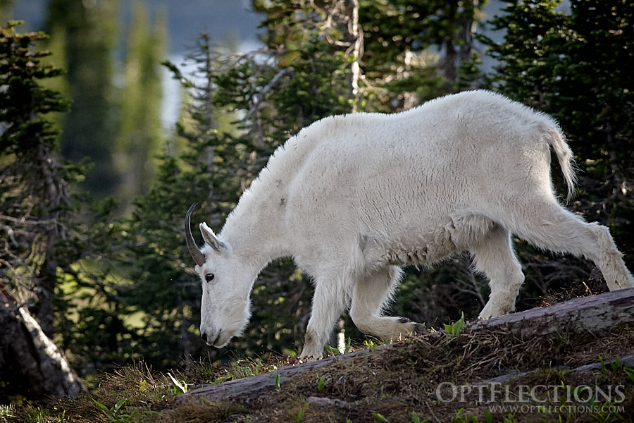 Mountain Goat by Logan Pass