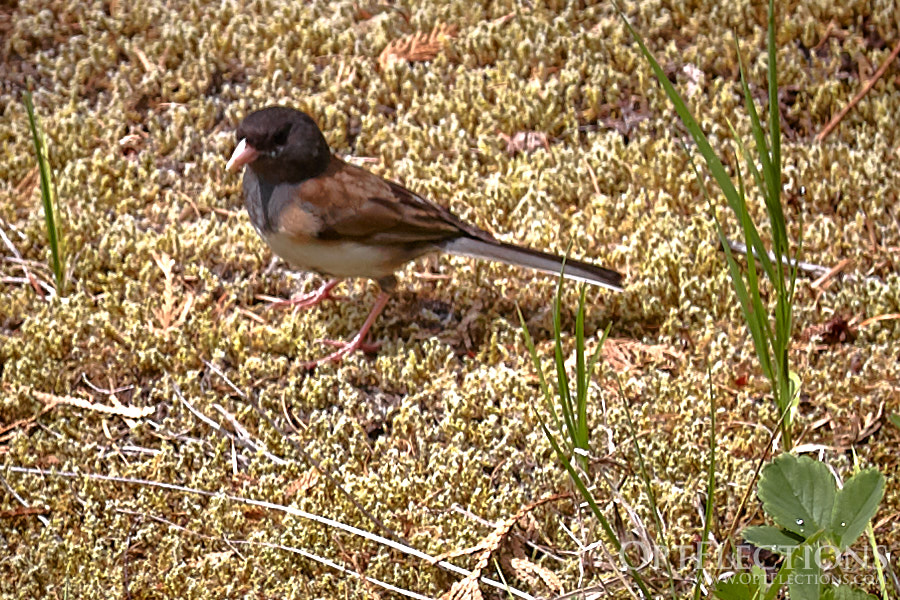 Oregon Junco