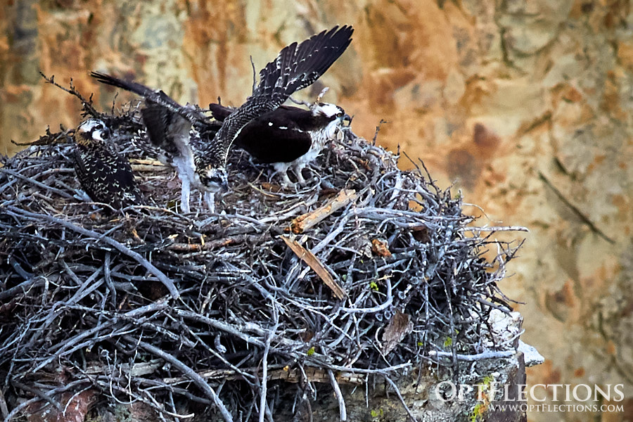 Female Osprey and two juveniles - one exercising its wings before learning how to do vertical flight tests above the nest