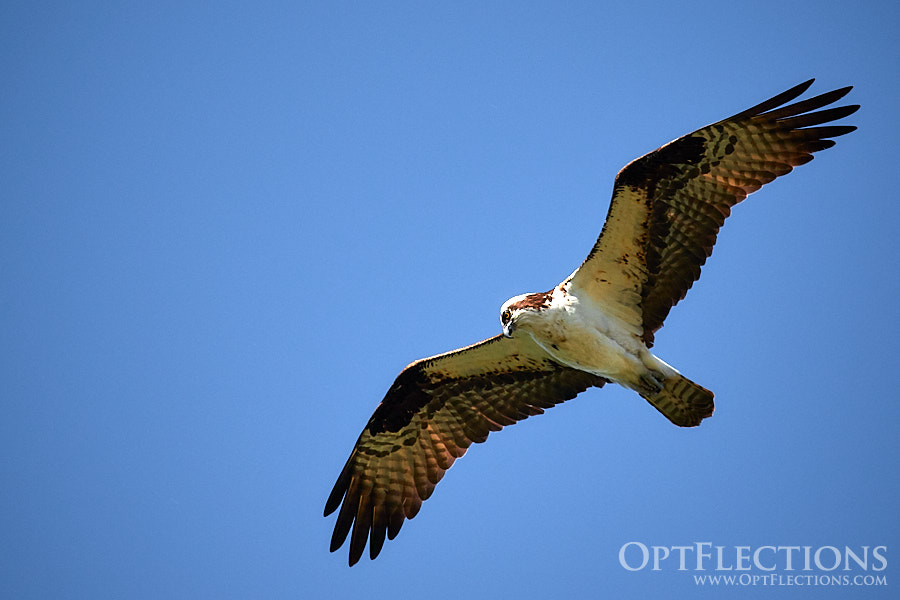 Osprey floats above Oxbow Bend hunting for fish in the river