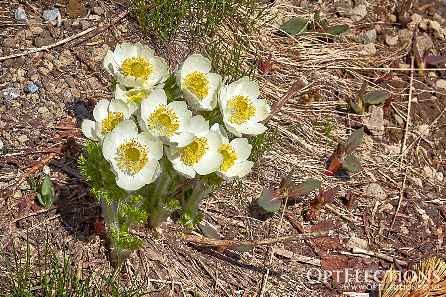 Pasqueflower