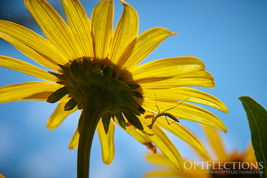 A Praying Mantis clings to the underside of a false sunflower.