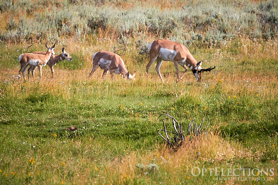 Pronghorn Antelope family grazing by Lamar Valley
