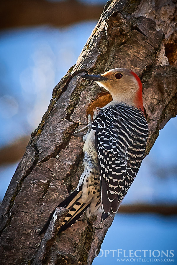 A female Red-bellied Woodpecker checks out a hole in a tree branch that she made