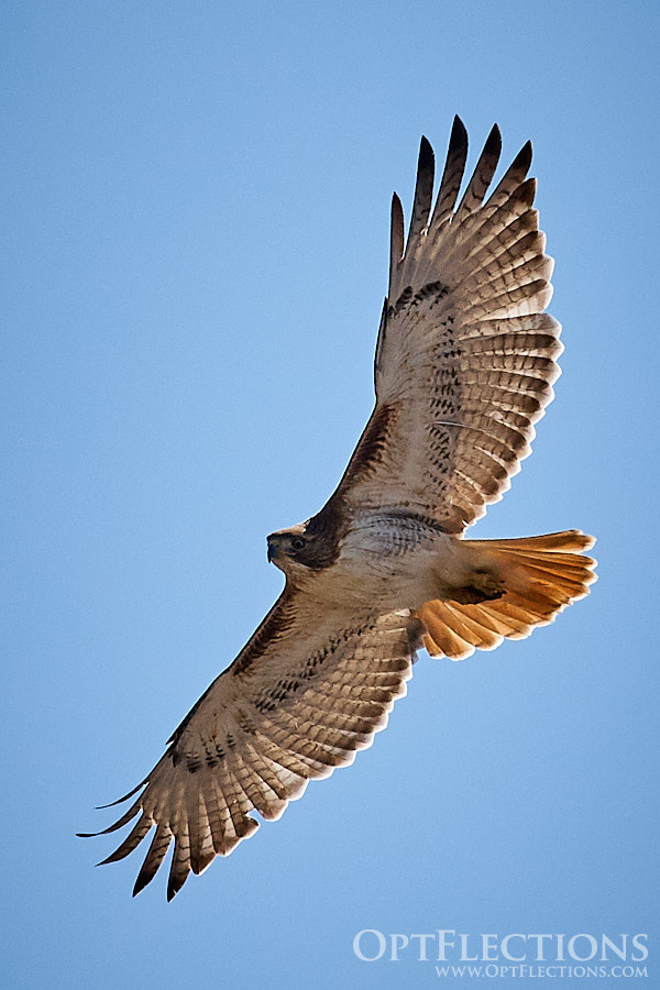 A Red-tailed Hawk floats above looking for lunch