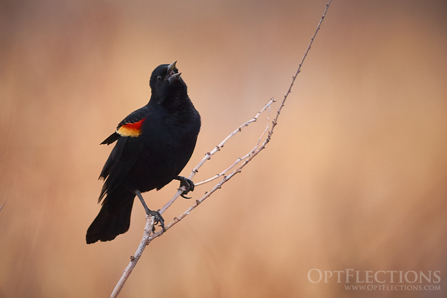 Red-winged Blackbird sings across the Platte River