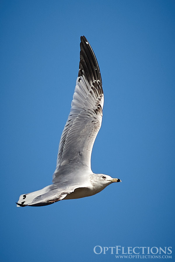 Ring-billed Gull in flight above a lake