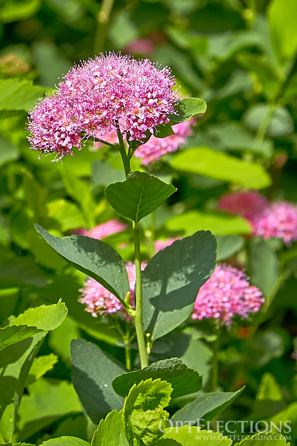 Rosy Spirea