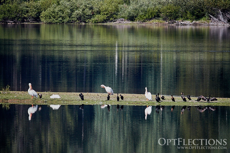Pelicans and Double-Crested Cormorants relax on a sandbar in the middle of the Snake River