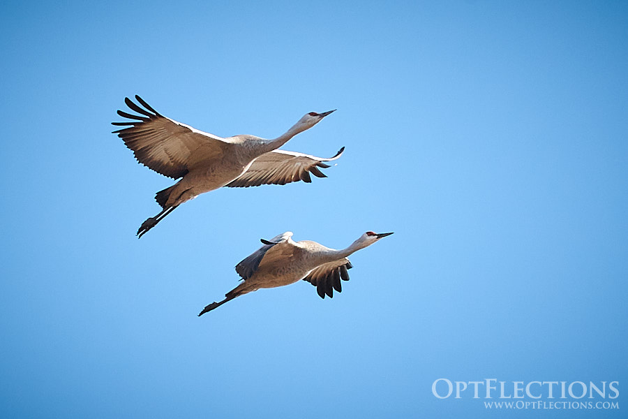 A pair of Sandhill Cranes in flight above the Platte River
