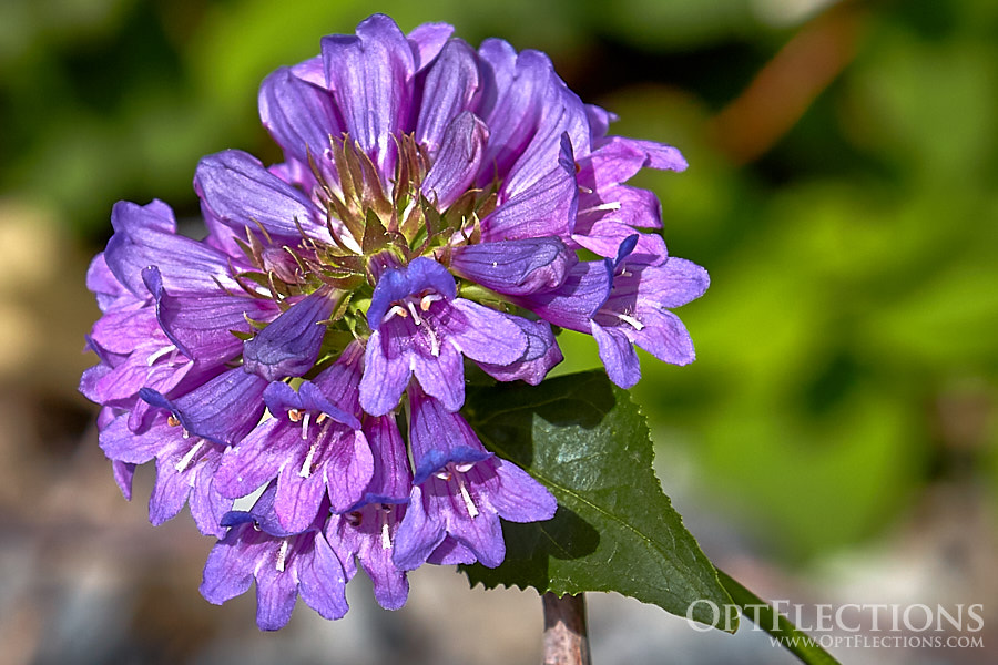 Small-Flowered Penstemon