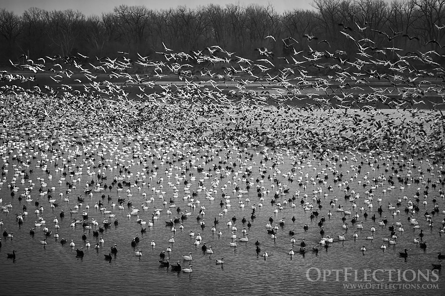 Thousands of snow geese take off in reaction to bald eagles circling up and out of frame at DeSoto National Wildlife Refuge.