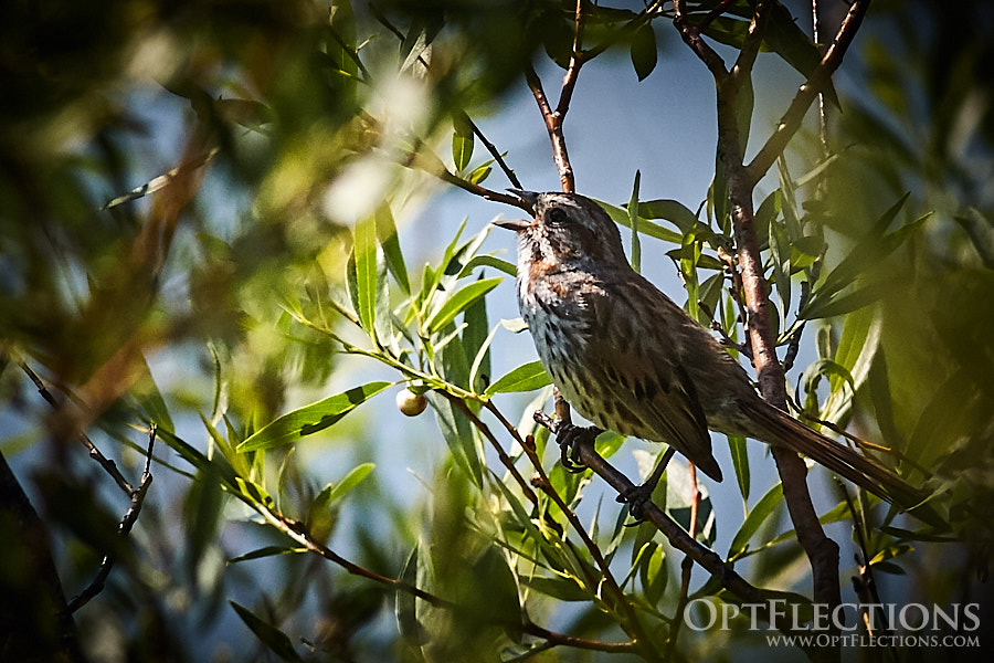 Song Sparrow sings by Oxbow Bend